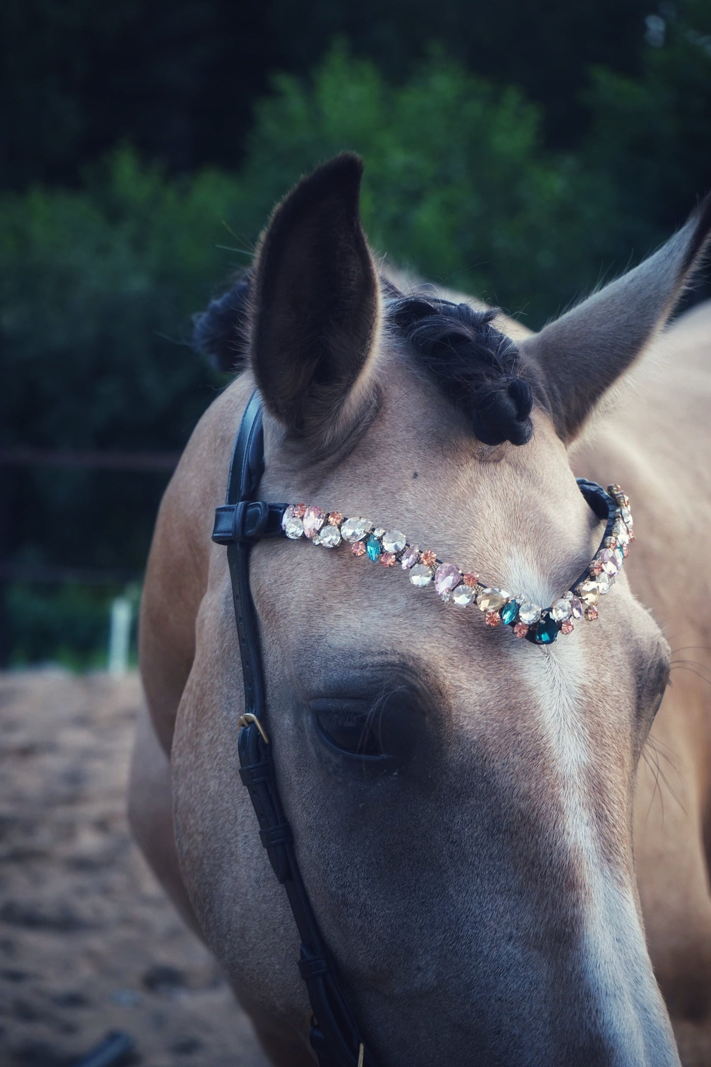 Ania browband