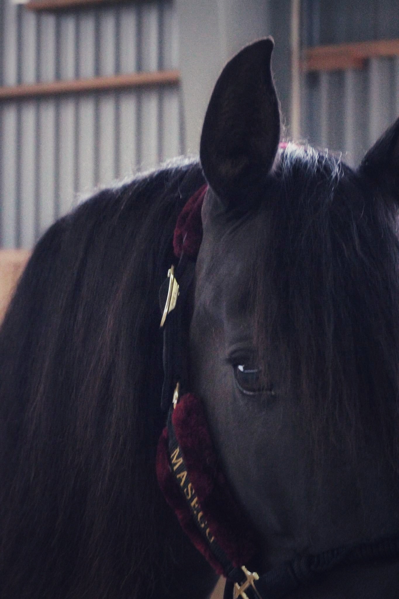 Ivy halter - black/burgundy - MASEGO horsewear