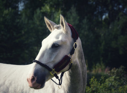 Ivy halter - black/burgundy - MASEGO horsewear