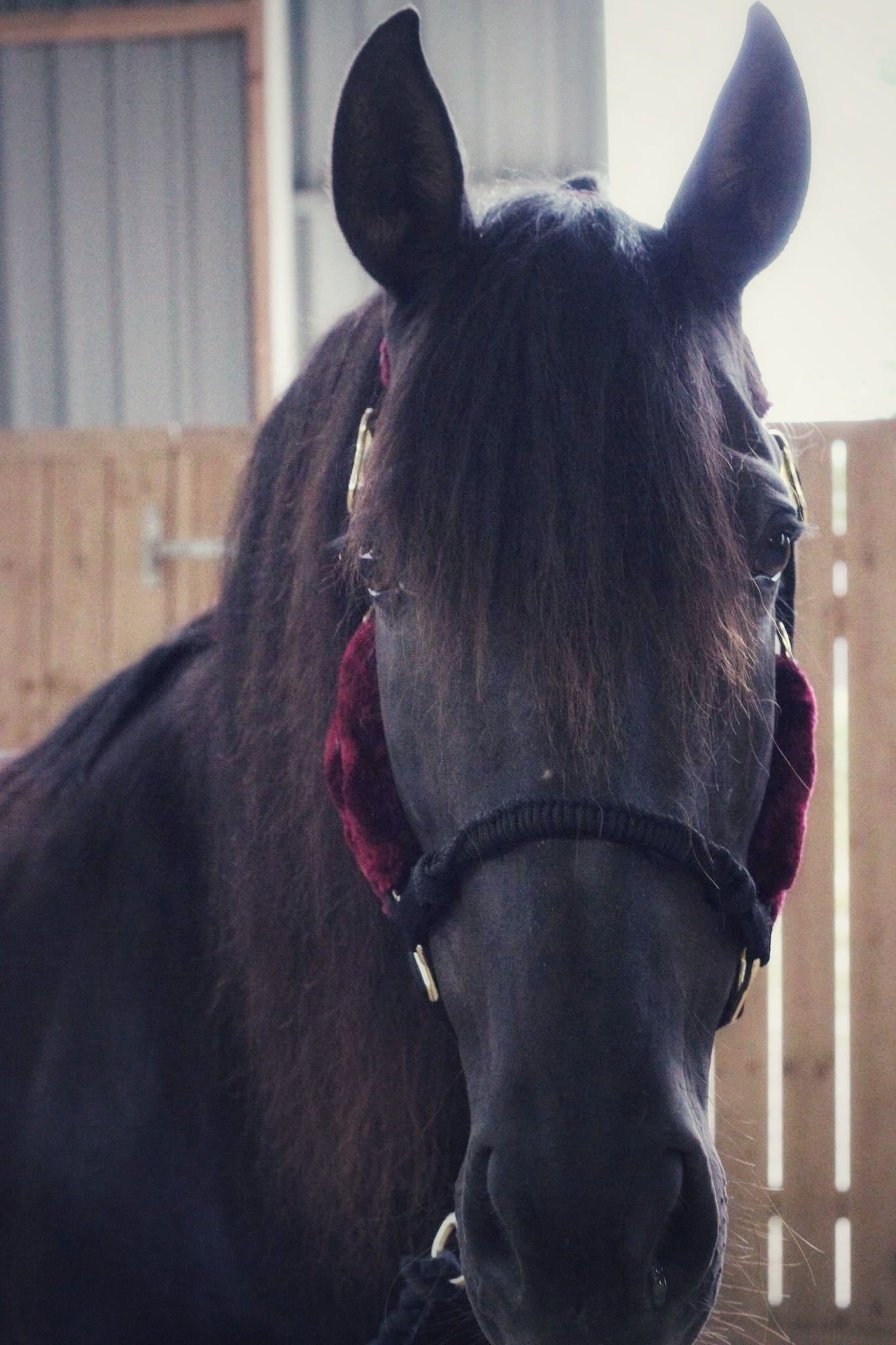 Ivy halter - black/burgundy - MASEGO horsewear