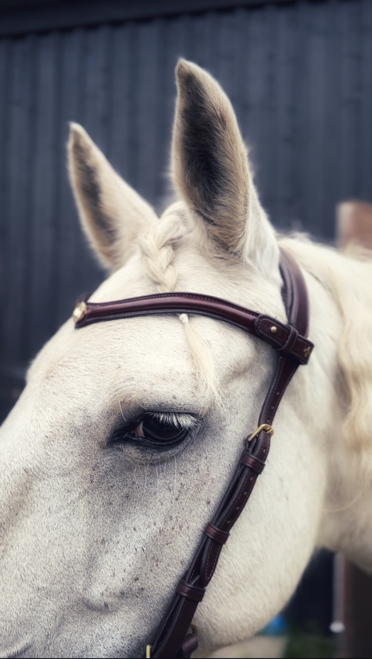 Stella browband