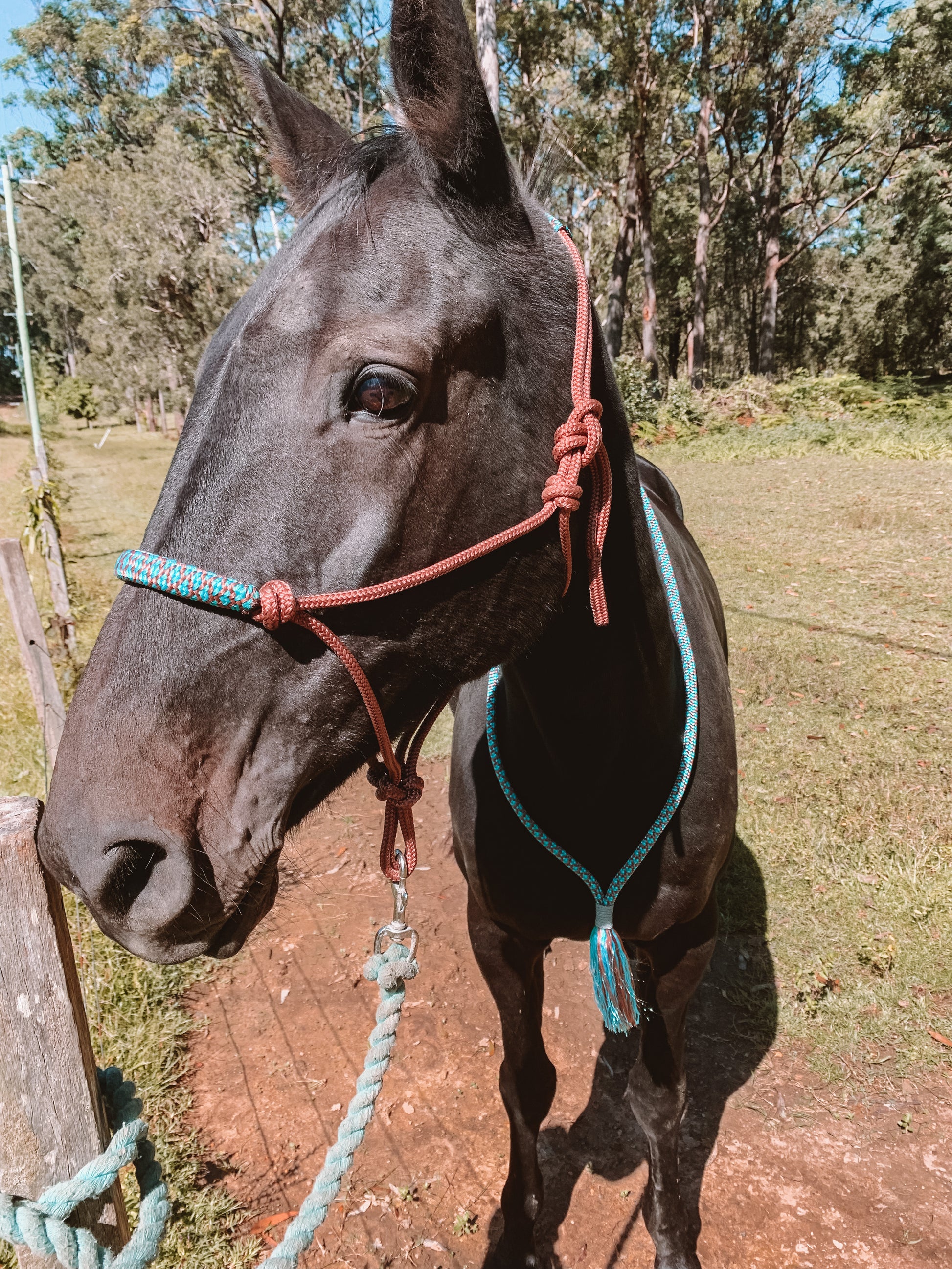 Wild Rider Overlay Halter - "ROSE GOLD X KINGFISHER" Horse rope halter