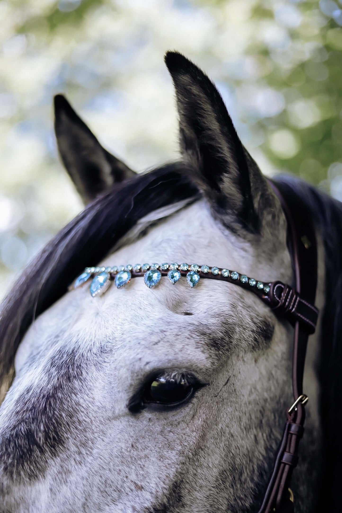 Bit and bitless bridles, halters, riding tights, swarovski browbands and much more